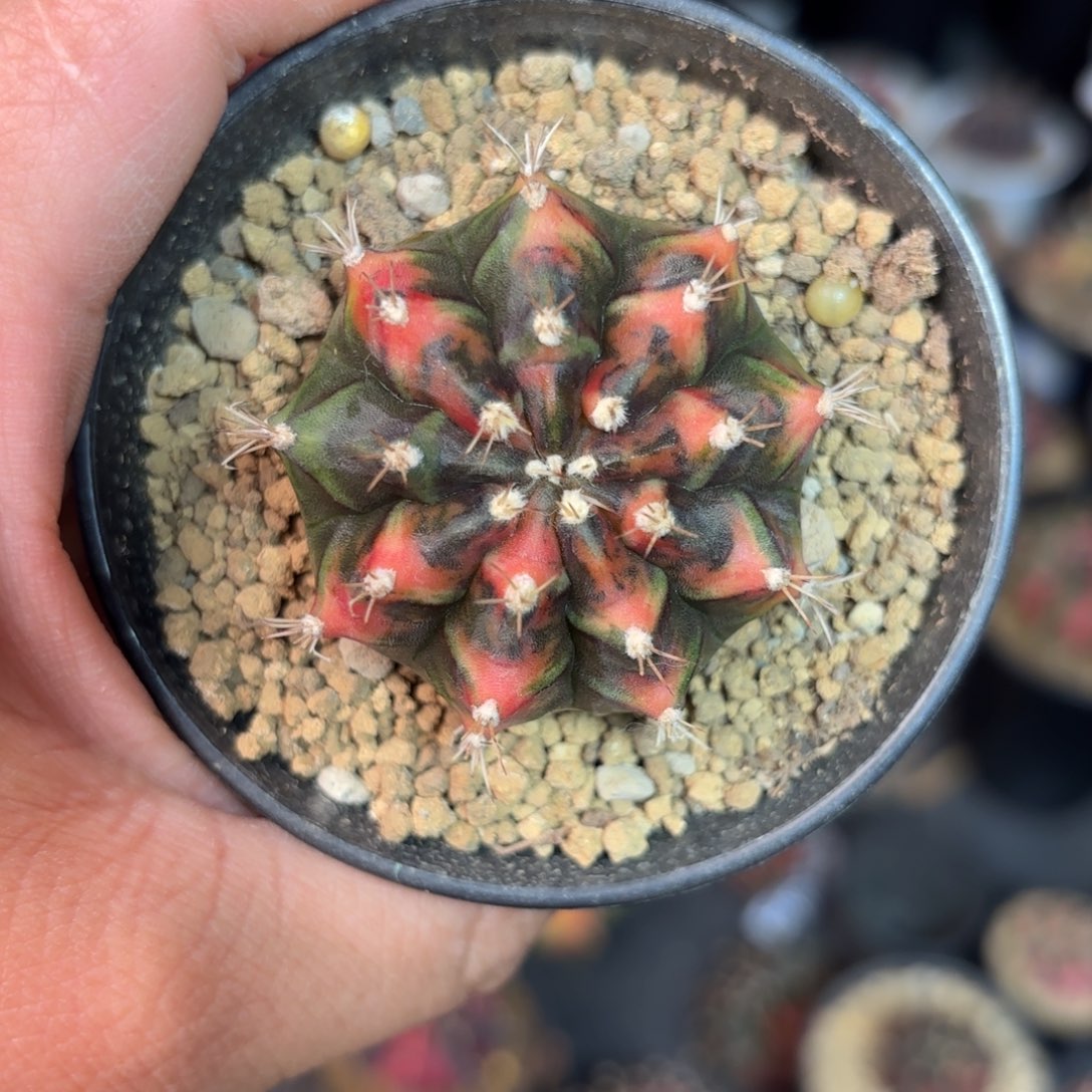 泰系米哈仙人球305