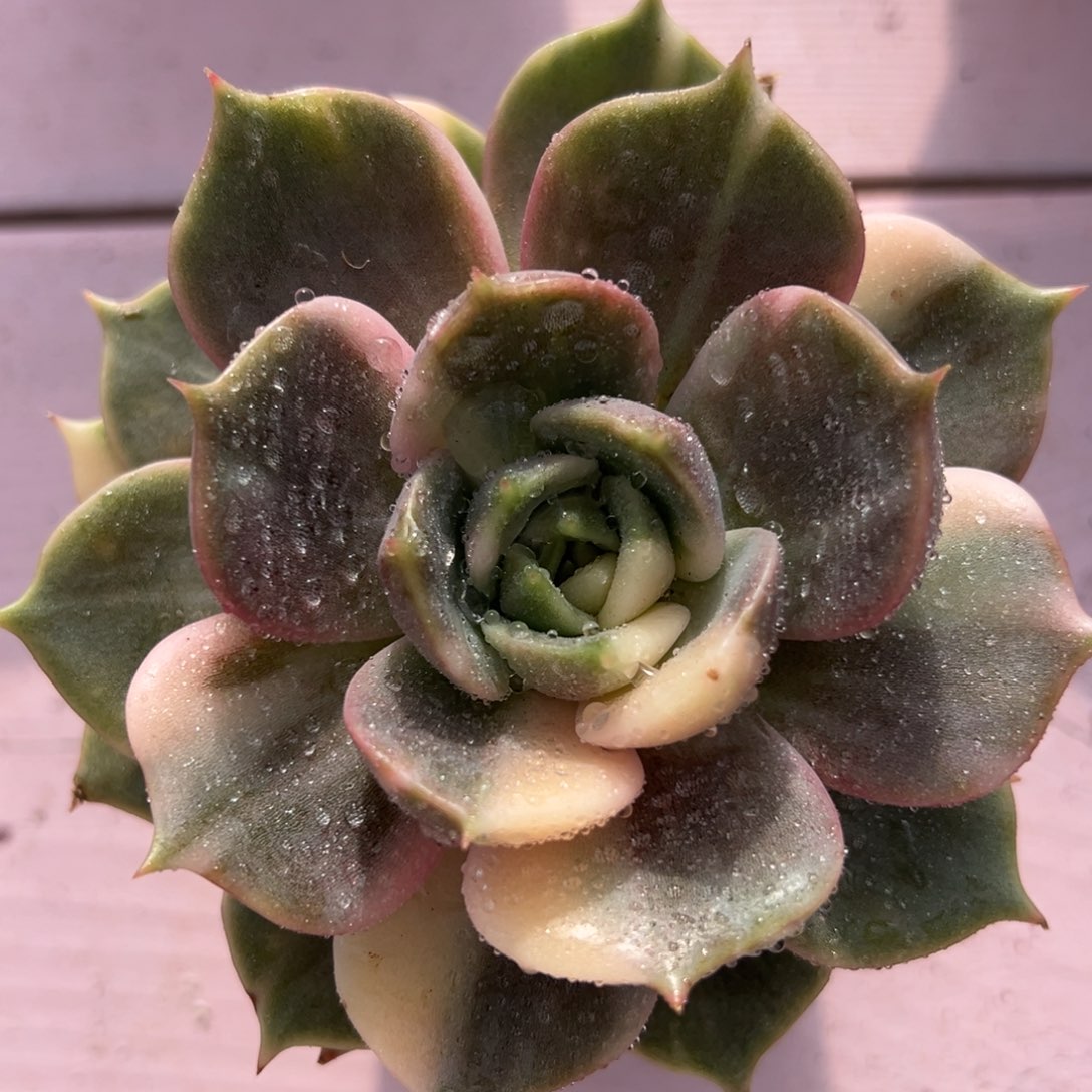 贝加尔湖拉丝锦，多肉植物