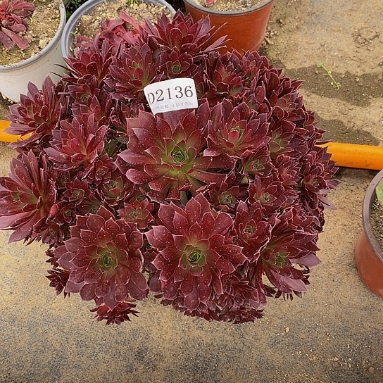 2136凤凰多肉法师锦