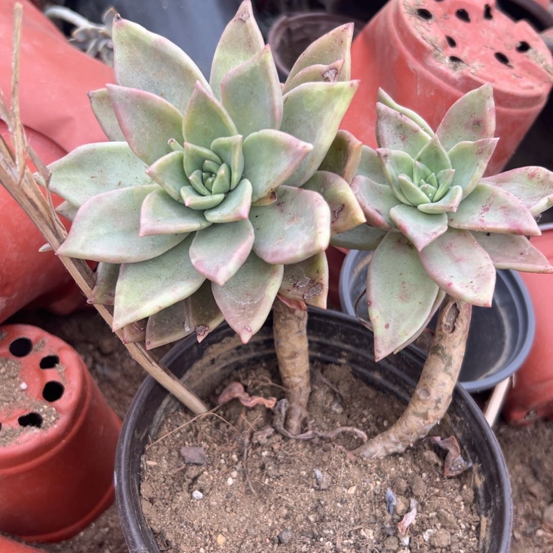 多肉植物多肉植物