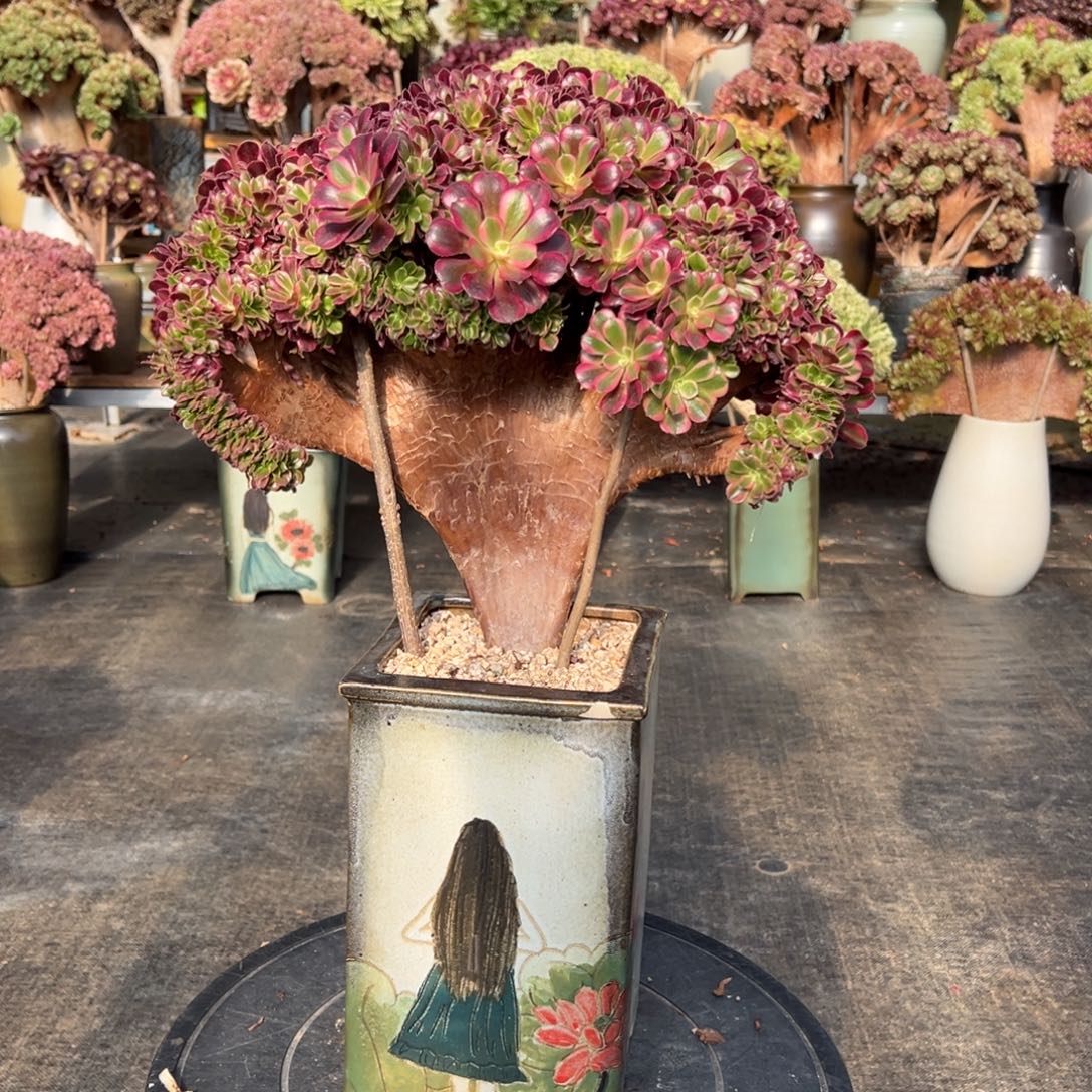 精品美杜莎朵朵缀不带盆土