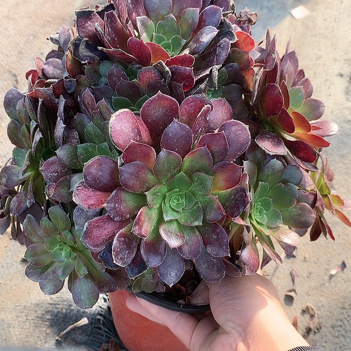 302荷兰玫瑰多肉植物