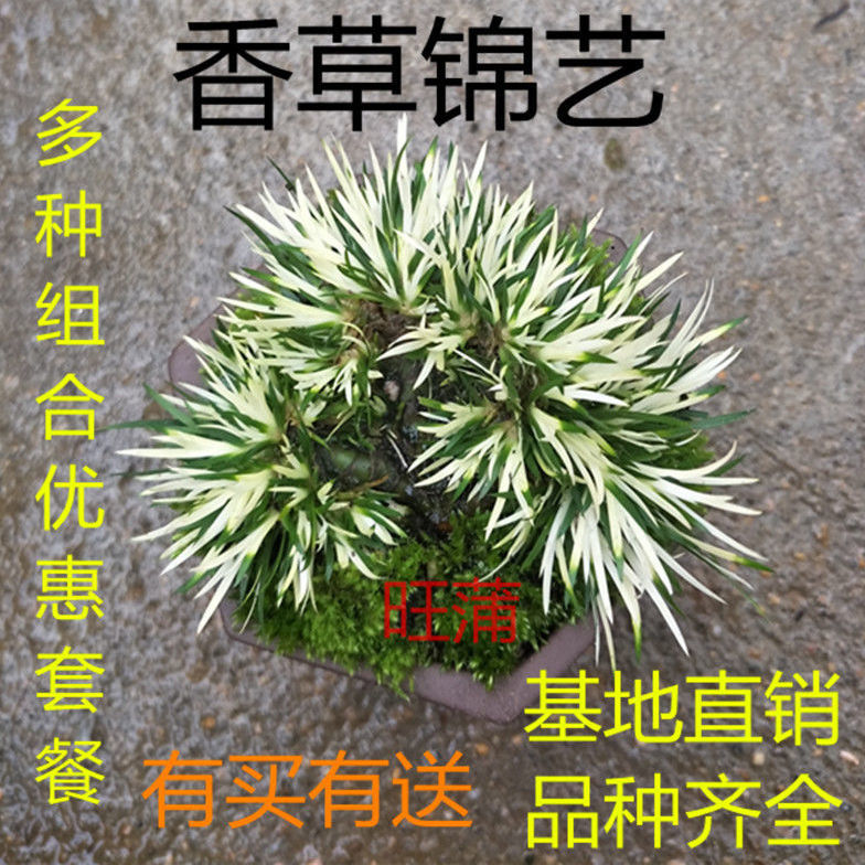微型菖蒲水培金钱黄金姬贵船苔迷你小盆栽附石水陆缸造景凤梨绿植