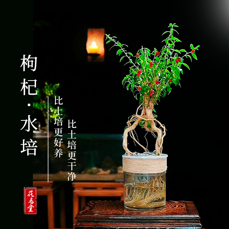 水培枸杞树盆栽盆景老桩带果可食用中式室内阳台客厅造型植物