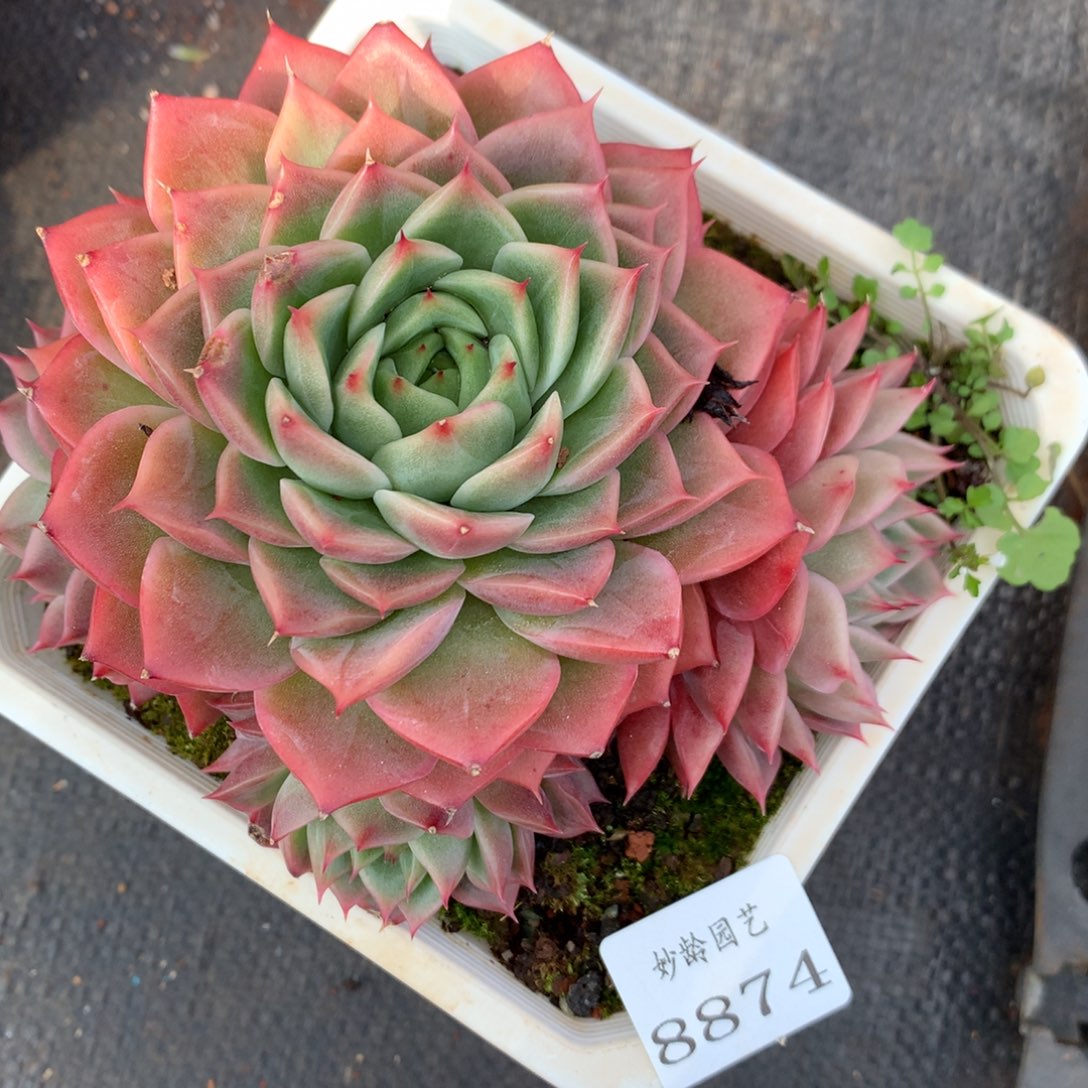 8874杂交多肉老桩