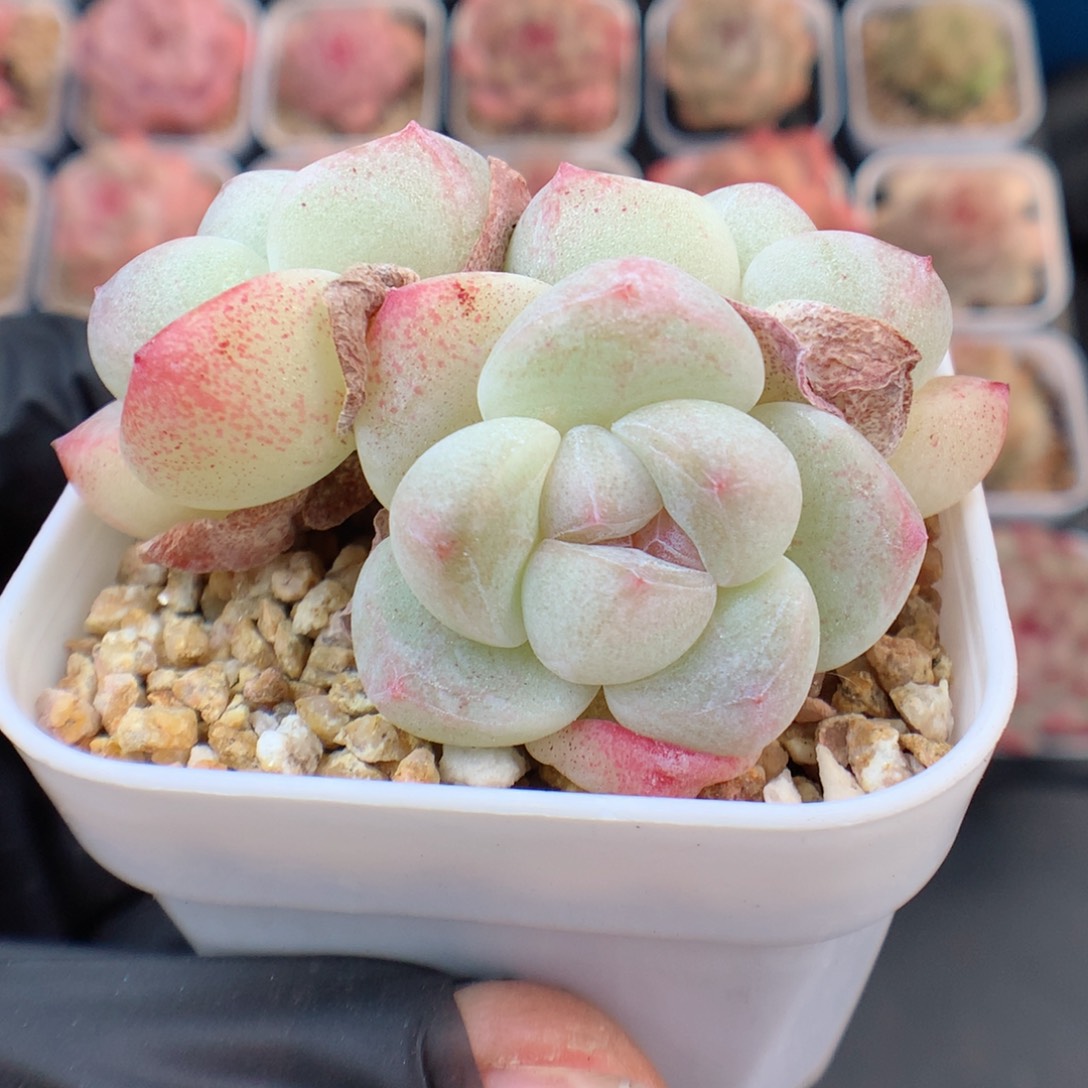 多肉植物。 冰玉51