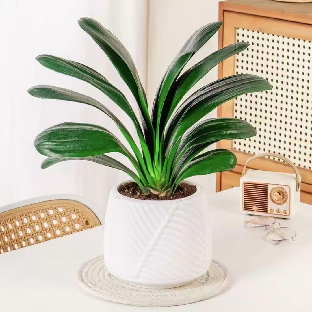 【亏米福利 新人专属】【8-12片】君子兰盆栽室内花卉客厅办公室摆放