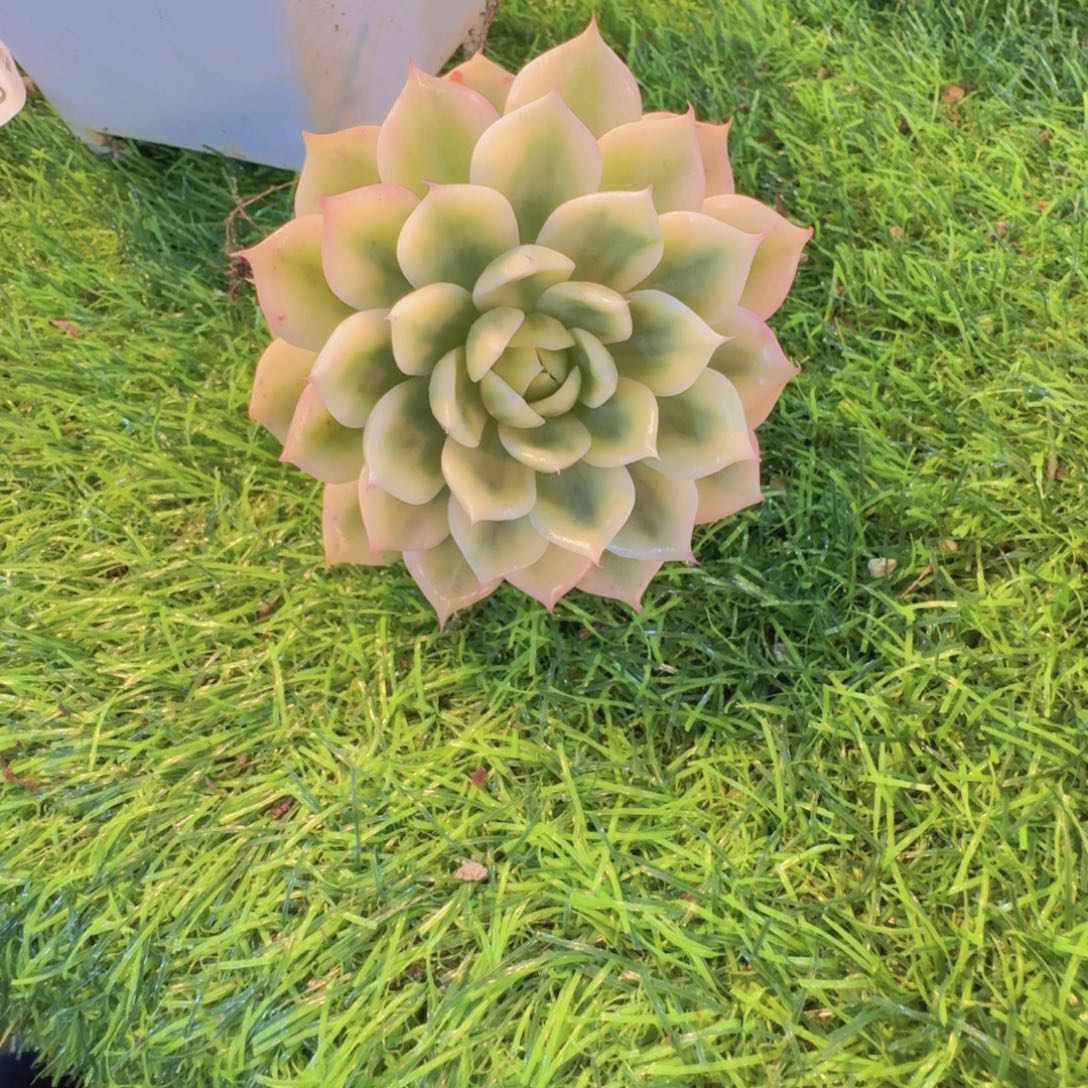 宫***呐多肉植物不知名锦已上桌