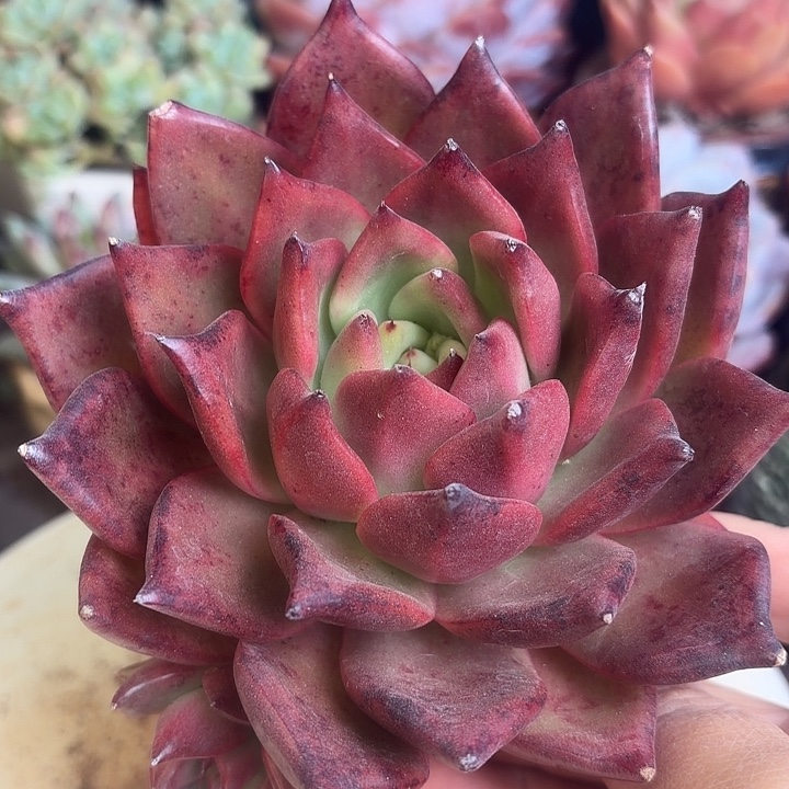 皮蛋多肉植物盆栽