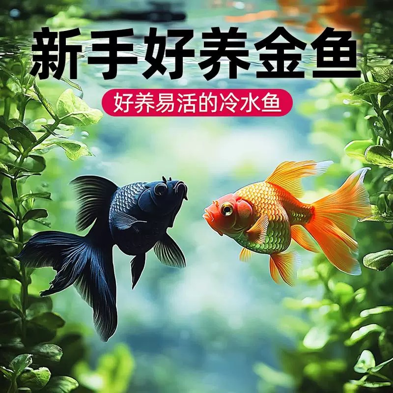 【福利精品金鱼】7条4-6厘米耐活好养丹顶红狮龙睛冷水观赏鱼包邮
