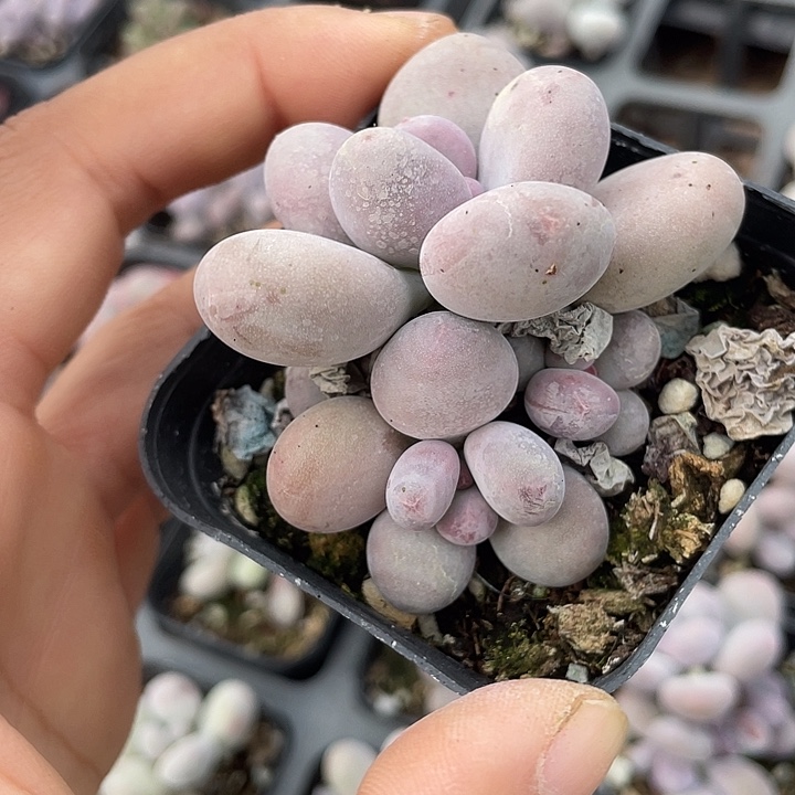 一我一拍满18包邮