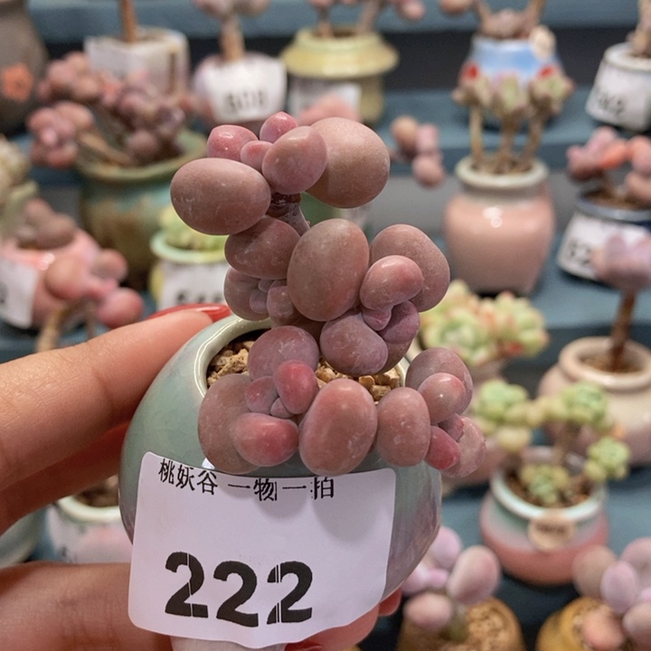 222糖果腰子蛋带盆土发货