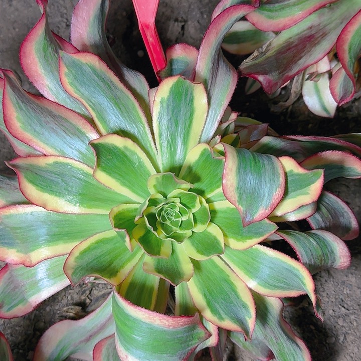 3-82魅影多肉法师