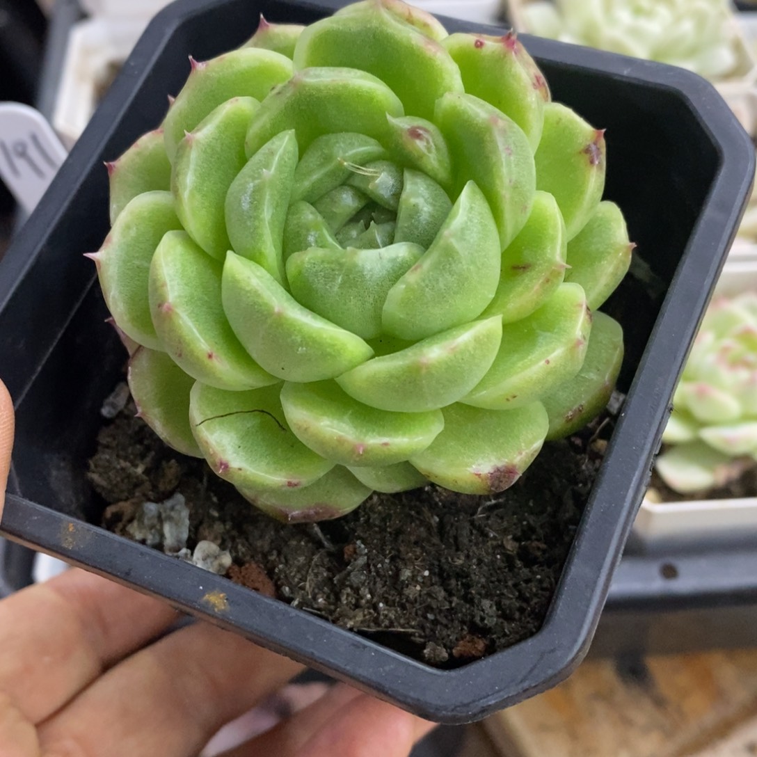 精品多肉一物一拍不包整2