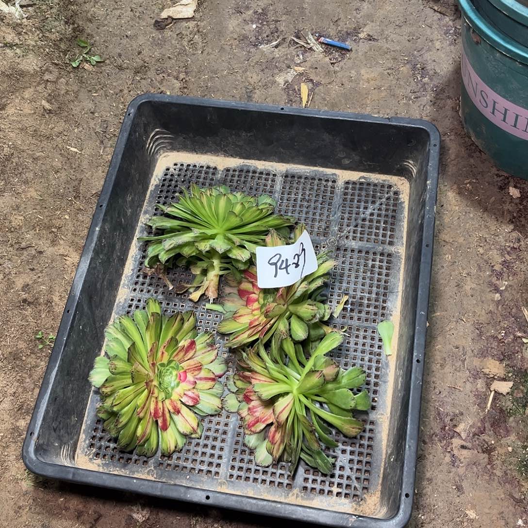 多肉植物知否砍头3颗9489