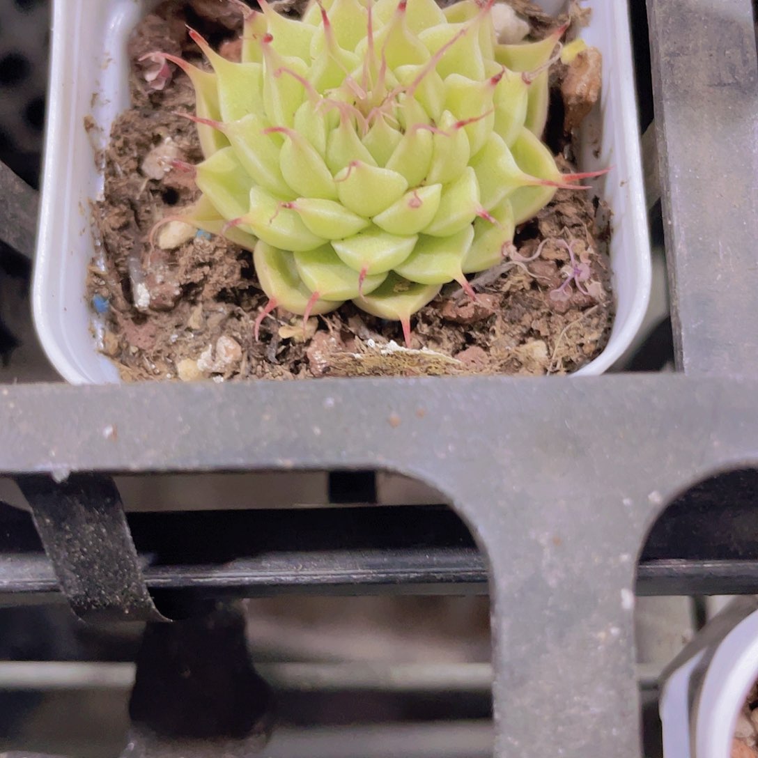 无***.银星a097一物一拍