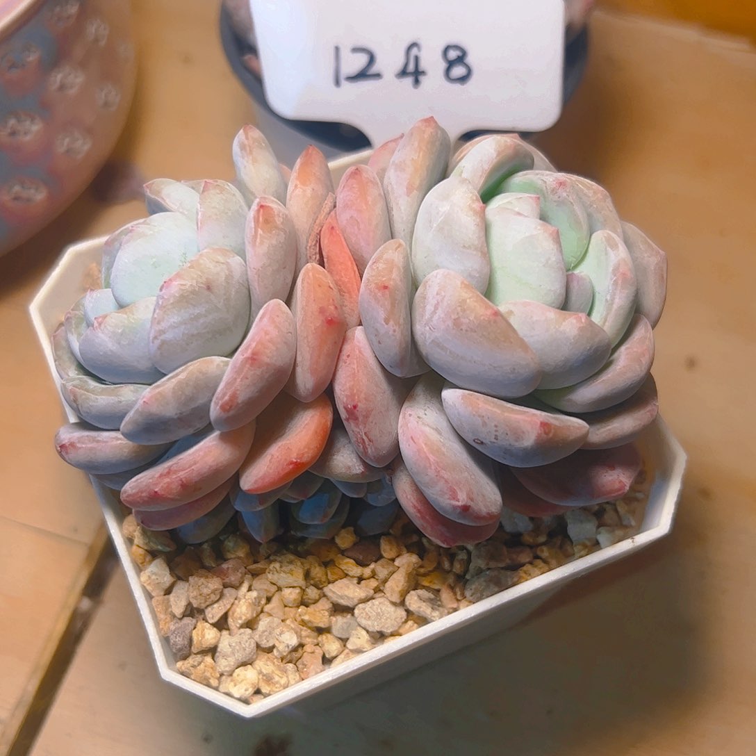 小*双头橙梦露1248号一物一拍