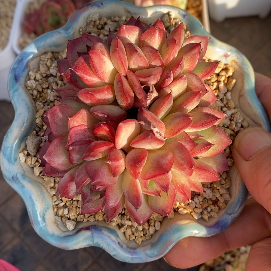 精品多肉一物一拍不包整52