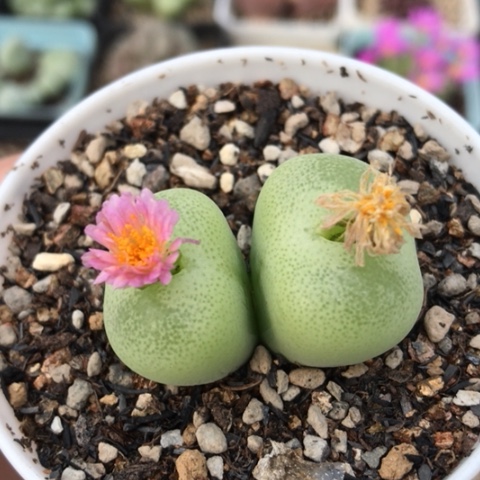 多肉肉锥 双头翠光