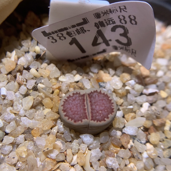 Sss爱你们哟羞143