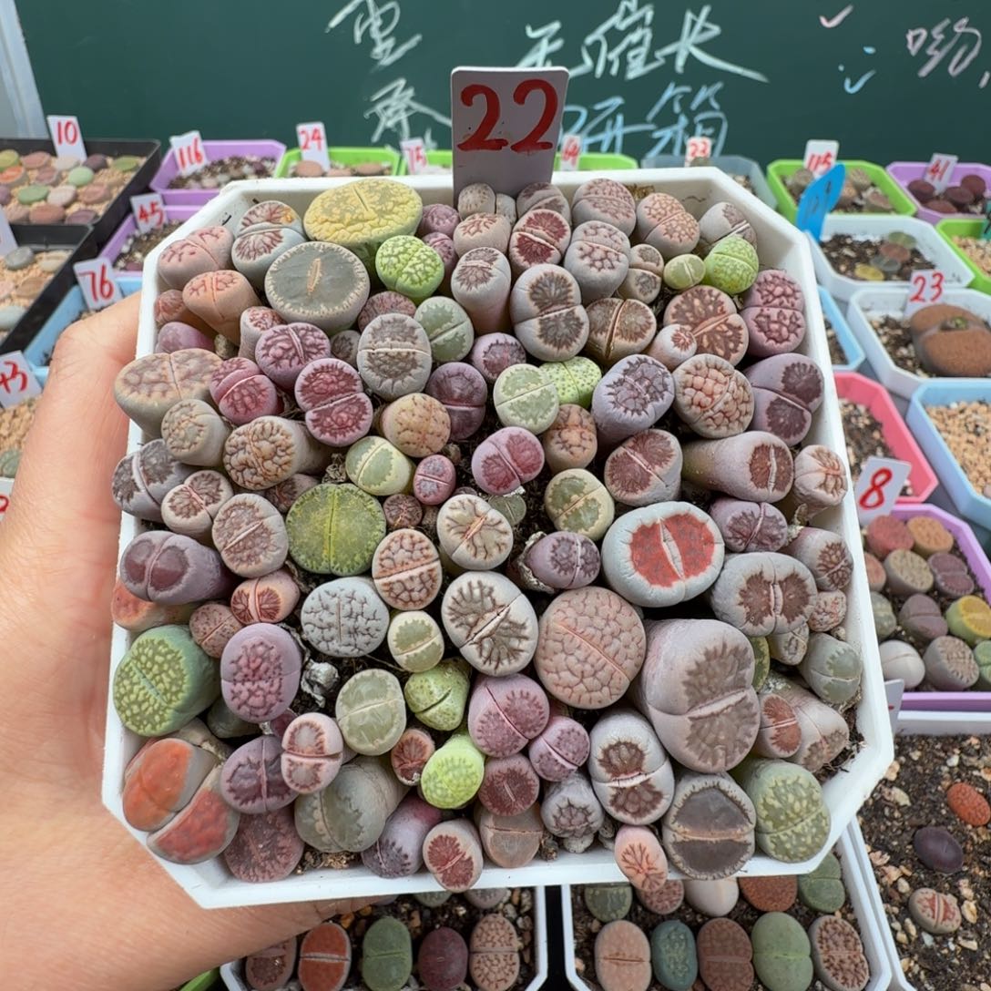 特价高混带盆土 22