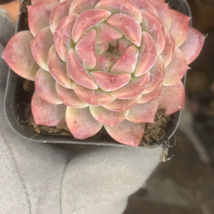 昭君。（满9.99包邮不满9.99发空盆）