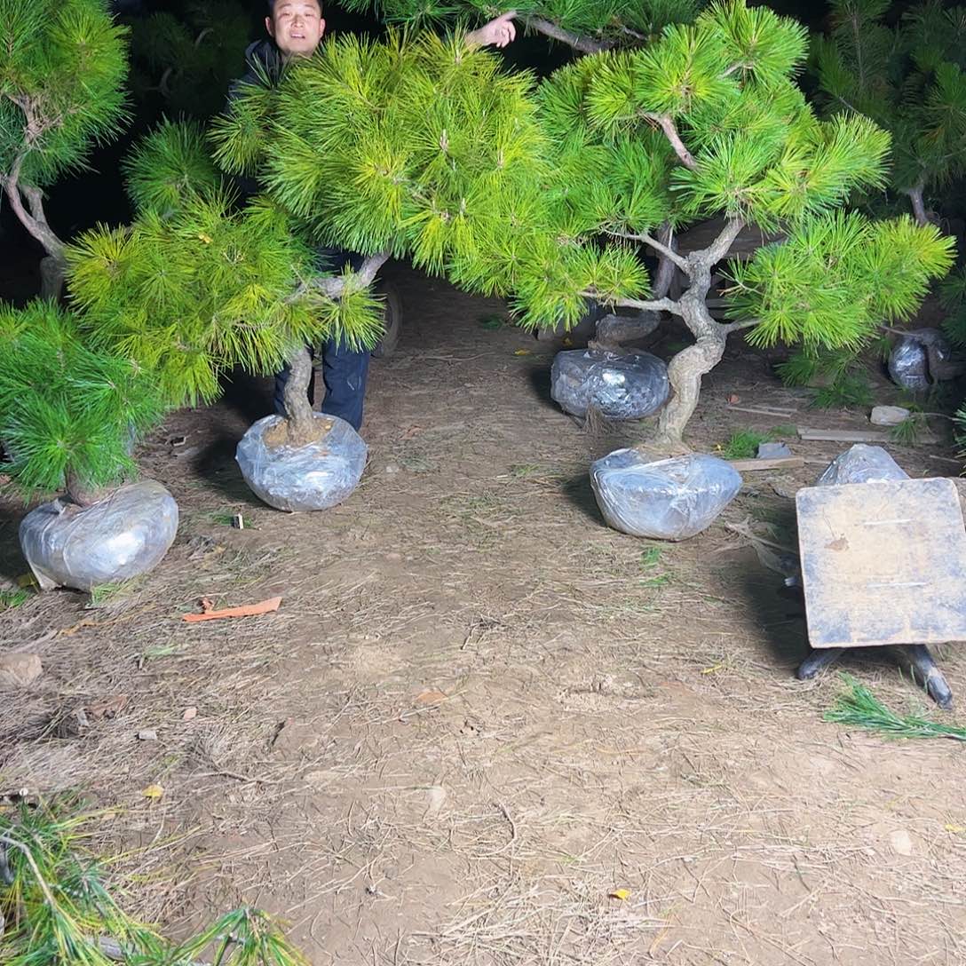 D***G环岛园林黑松直播
