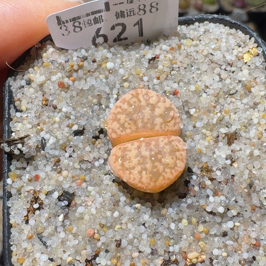 Sss精品清仓价621袁氏玉