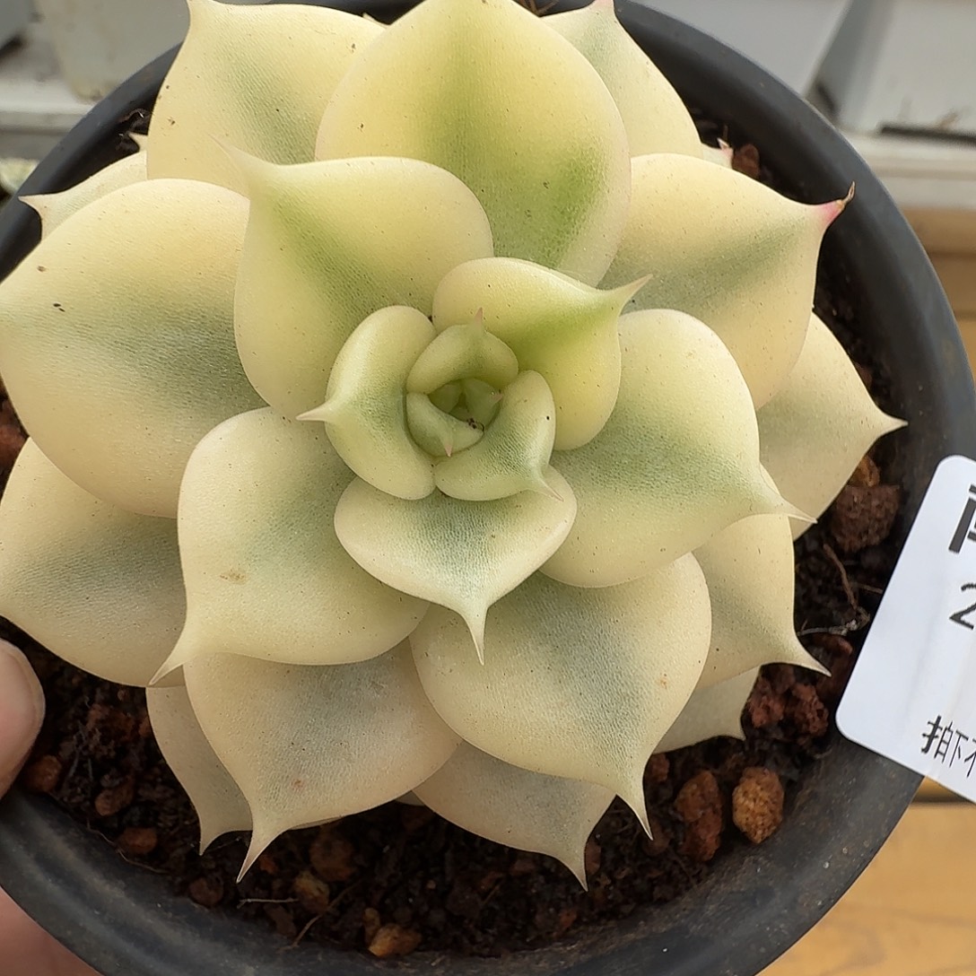 贝加尔湖锦11111105-10