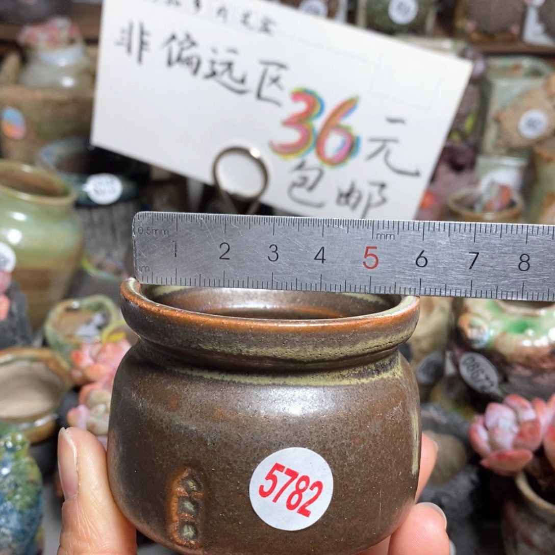 花盆拍5送一个小礼物