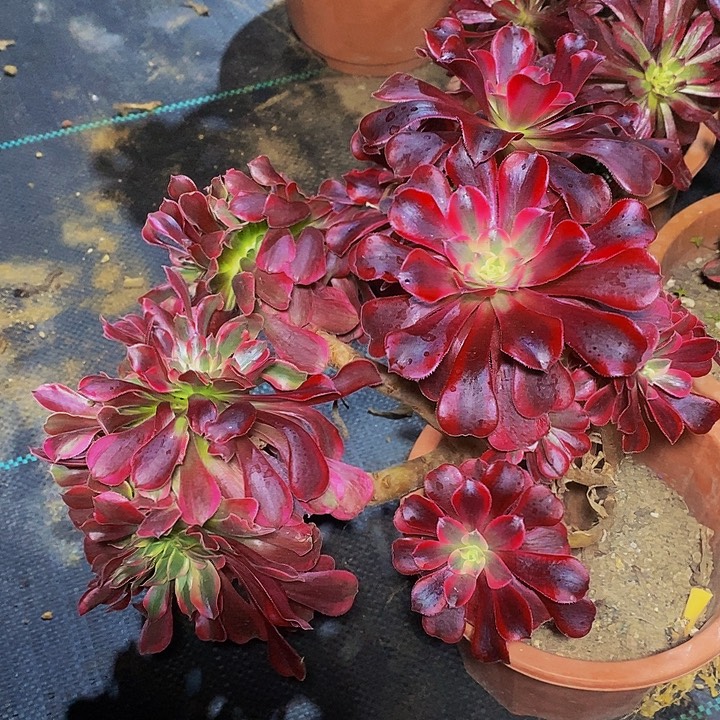 多肉植物法师美杜莎