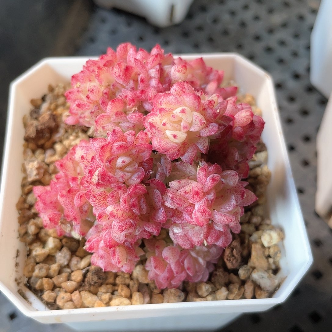 优选麦秆201福利9054