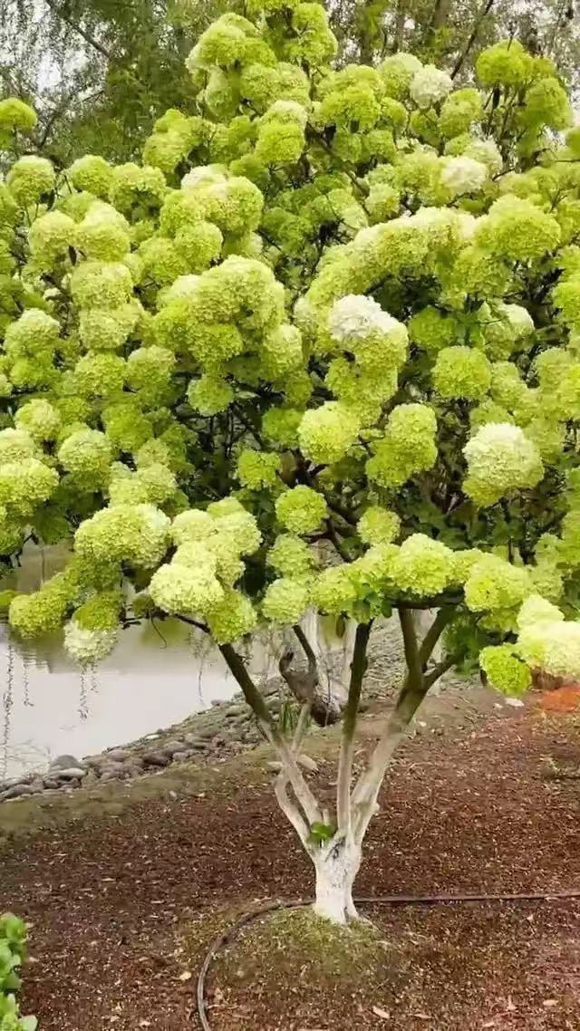 正宗木绣球宝塔庭院绿植盆栽观赏花卉耐寒耐热大花斗球·球形景观