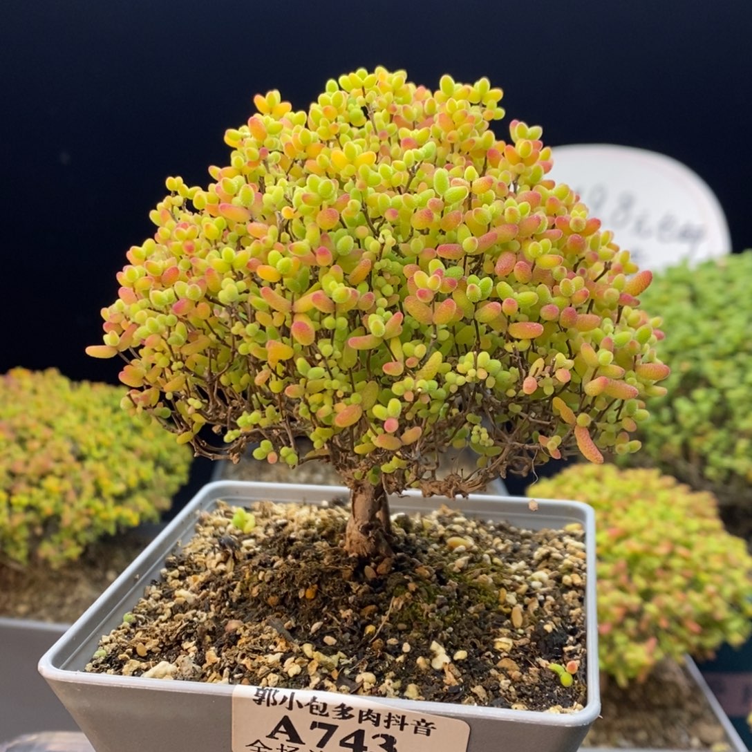 743蜜橘糖球。      