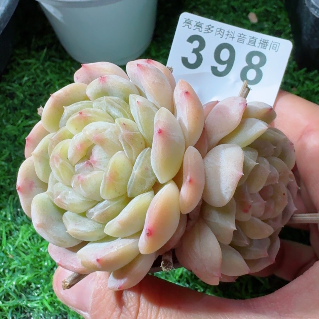 白色恋人双头老桩