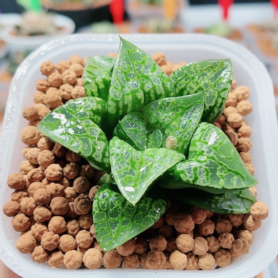 【闪购商品】假面舞会