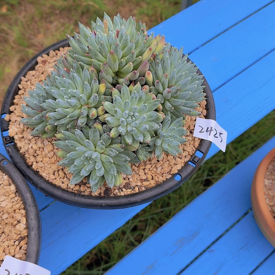 蛋*2425美人杂多肉植物