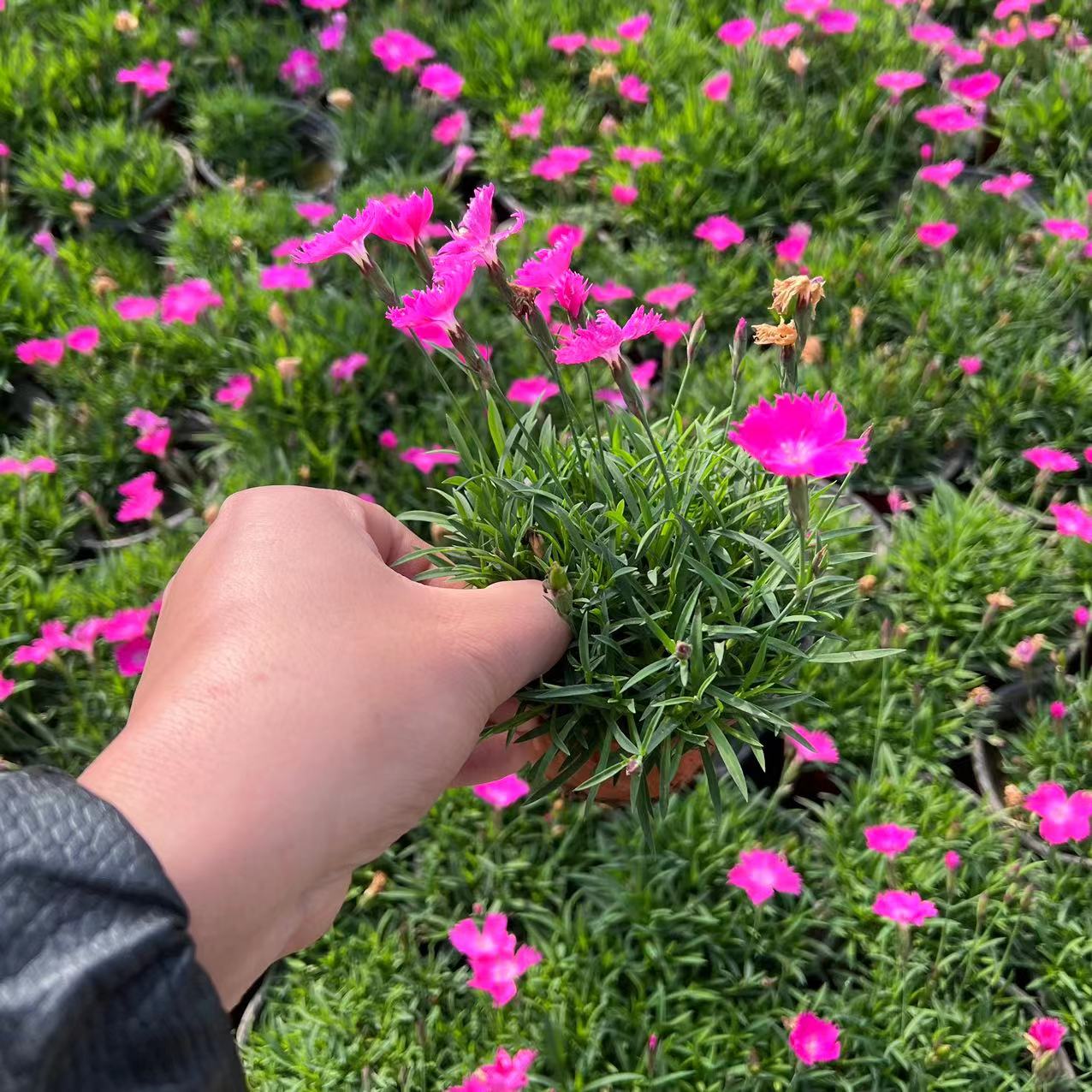 【欧石竹】欧石竹粉贝四季开花耐寒耐热耐踩踏绿化开花草坪 