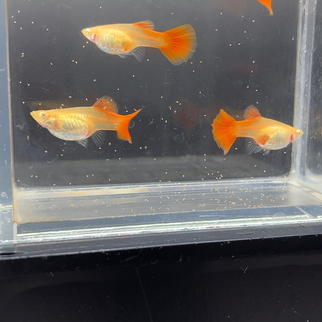 孔雀鱼血红3对包邮