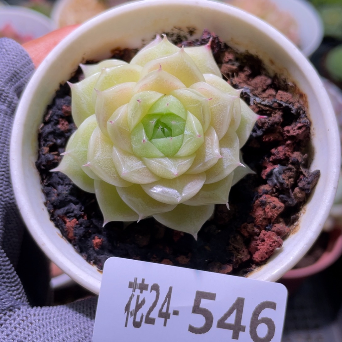花利美24-546麦秆