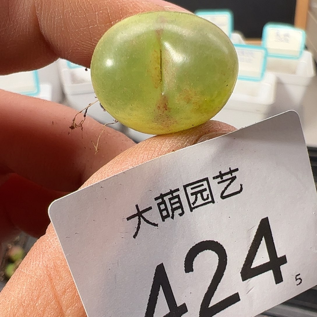 0000424 一物一拍……