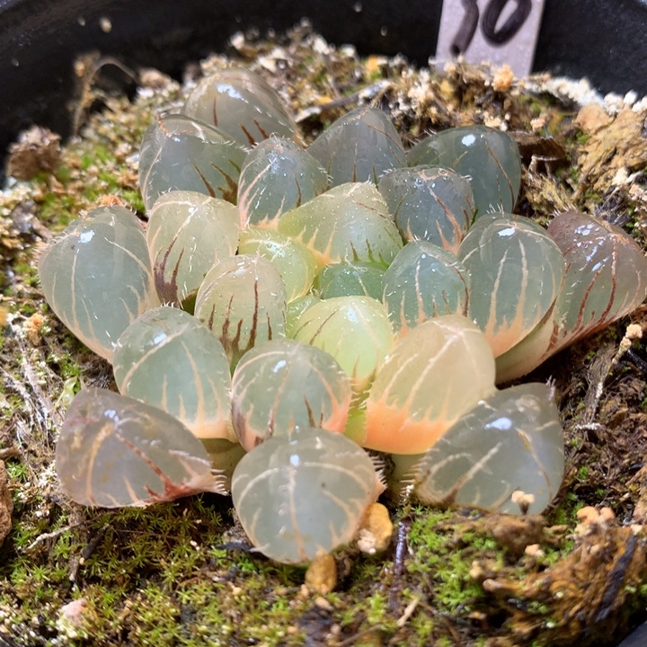 巨大赤线玉露锦带盆土发货