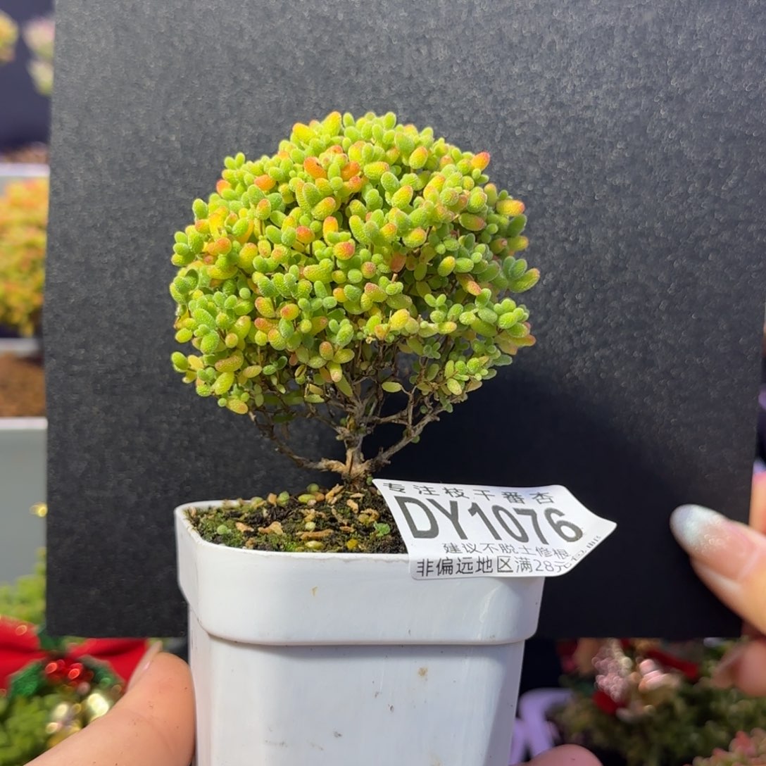 dy1076精控蜜橘直杆三岔冠幅6cm