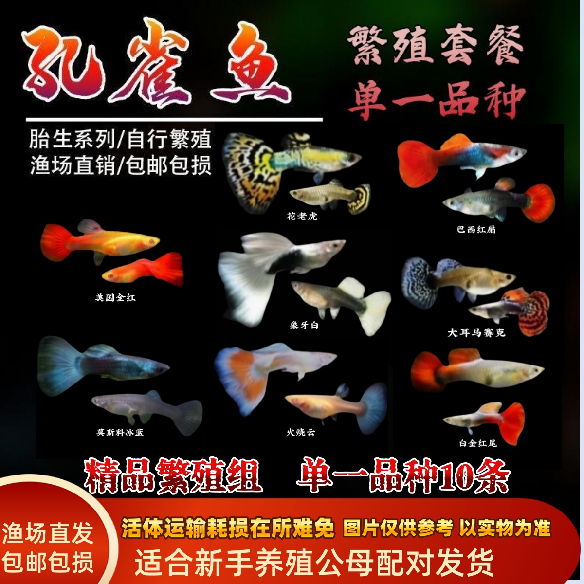 繁殖套餐 纯种孔雀鱼10条（公母搭对，专业繁殖 套餐）易养易繁殖