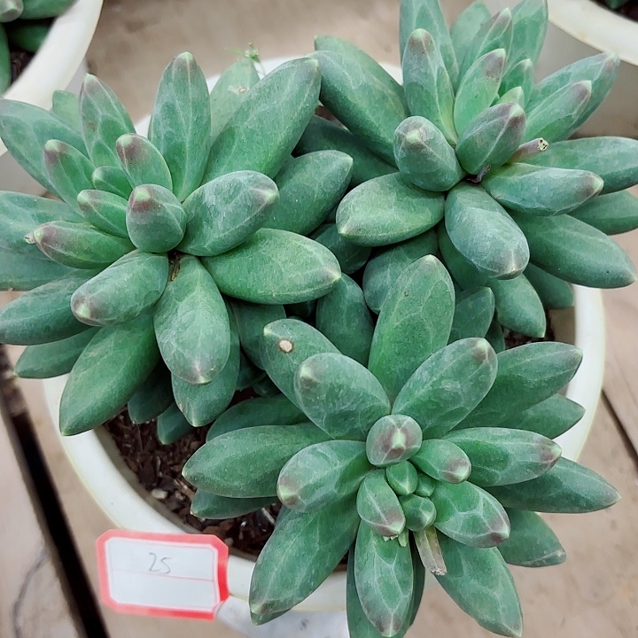 千代田一物一拍25号