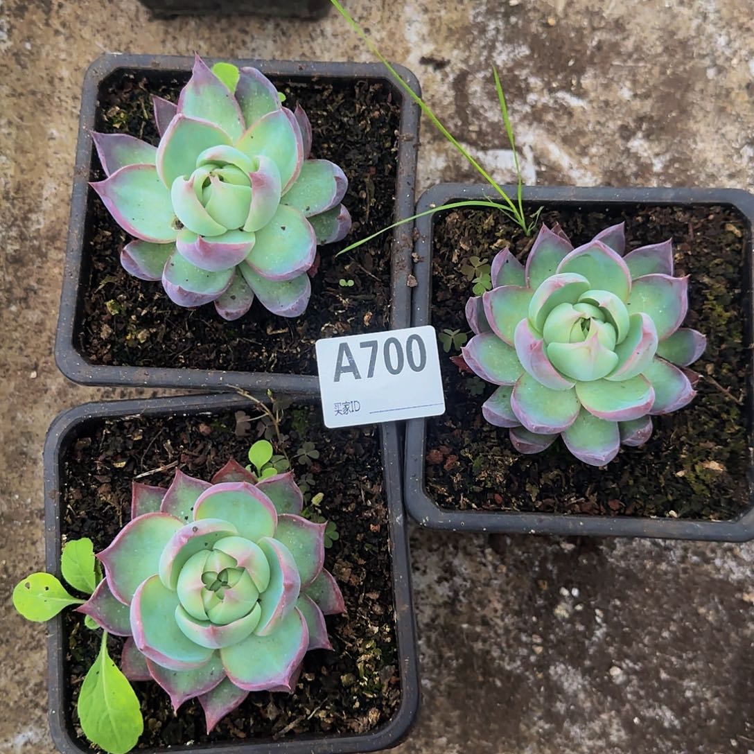 惊鸿三颗一物一拍A700