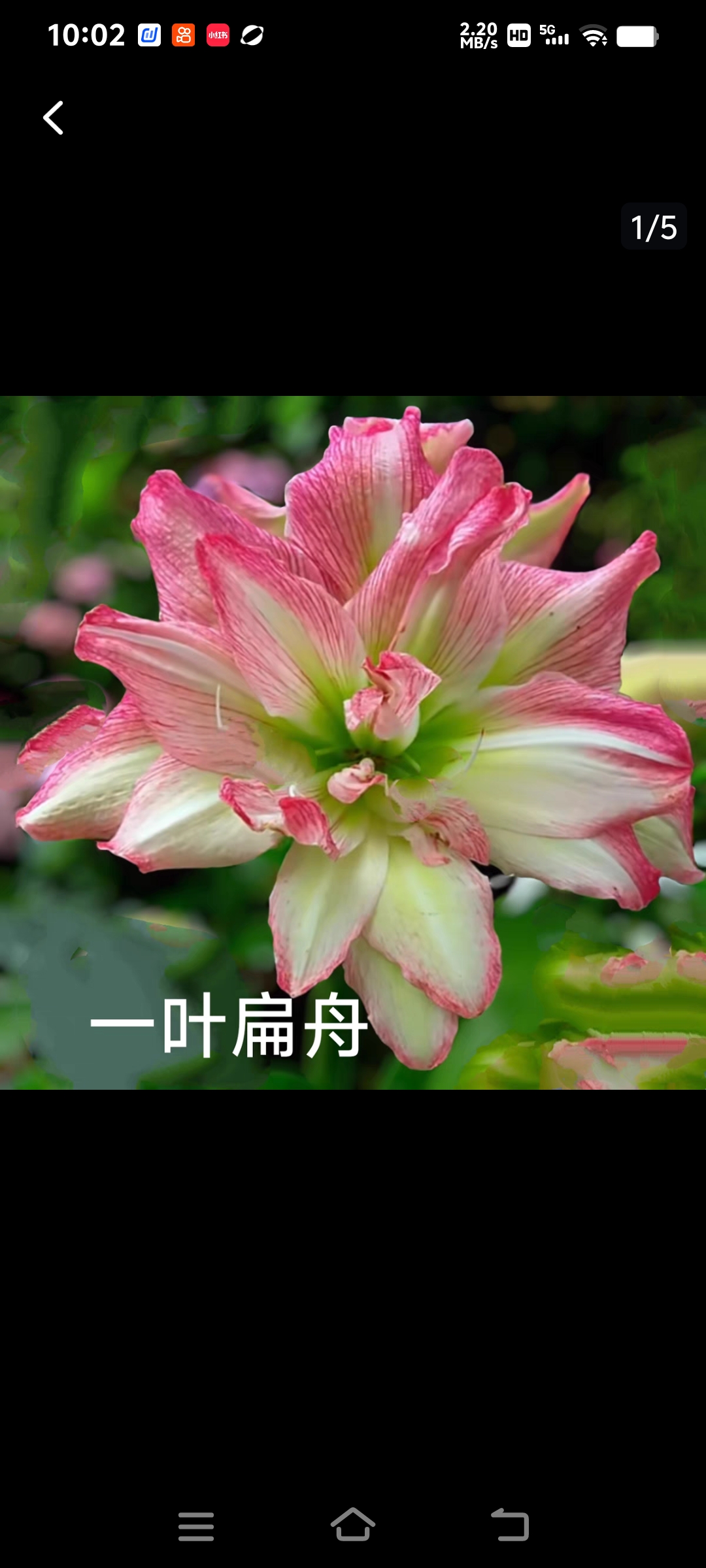 朱点顶红一叶扁舟4公分