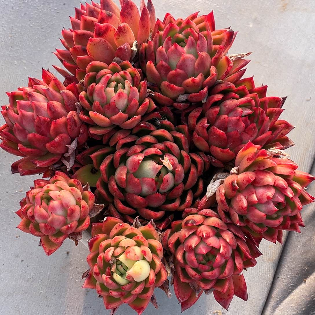 多肉植物一物一拍