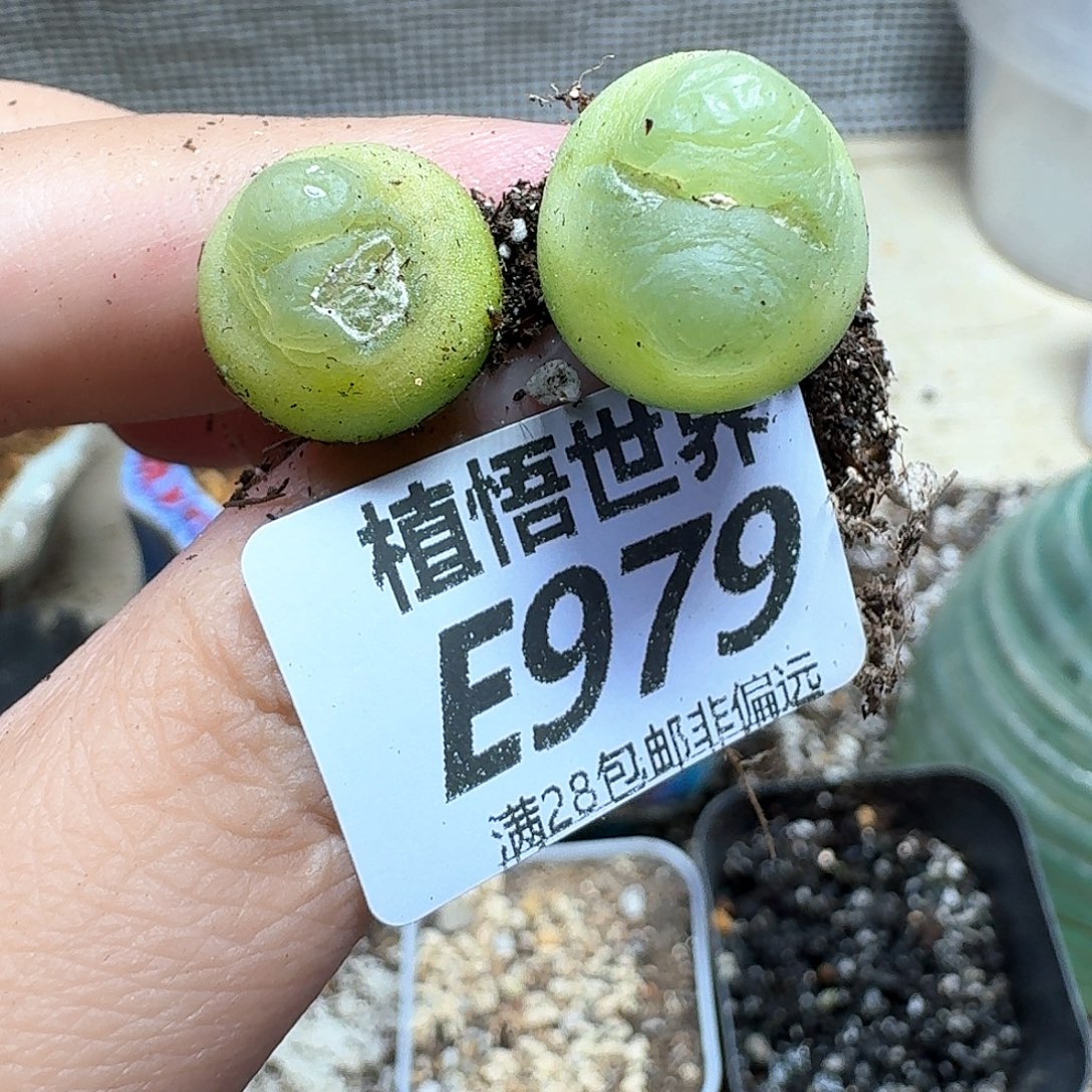 多肉植物的人生ggh