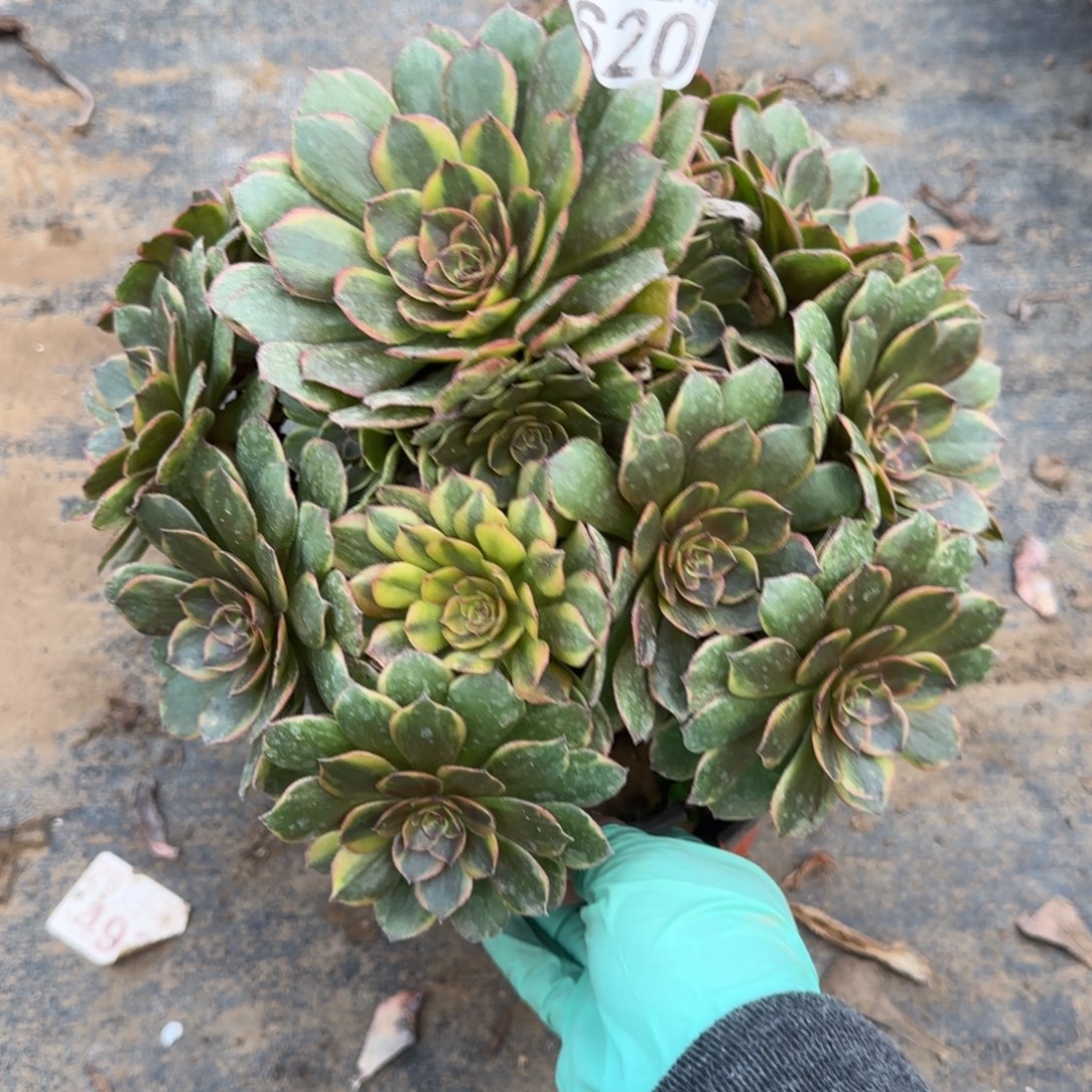 半夏620满20包邮断枝不包